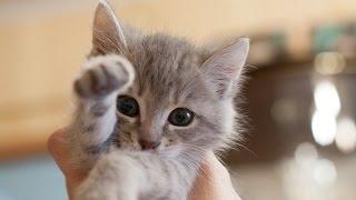 Самые милые животные! / Very cute animals!