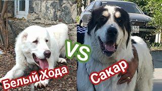 История волкодава Сакар VS Белый Хода My DOG / Волкодав против медведя и волка