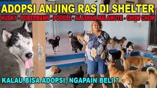 ADOPSI ANJING RAS DI SHELTER !!! LAGI BANYAK JENIS : POODLE ALASKAN HUSKY DOBERMANN CHOW CHOW