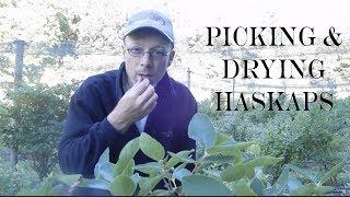 Picking and Dehydrating Haskap Berries (Dr. Maxine Thompson's Farm)