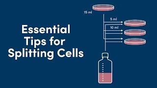 Splitting cells: Why It’s Important and 3 Essential Tips | CST Tech Tips