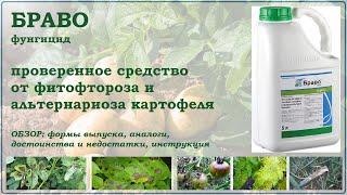 Браво - проверенное средство от фитофтороза и альтернариоза картофеля. Обзор фунгицида