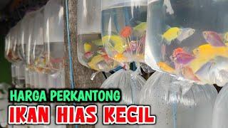 JENIS IKAN KECIL DAN HARGANYA || PASAR IKAN HIAS PARUNG