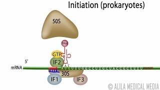 Animation of Protein Synthesis (Translation) in Prokaryotes.