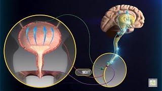 Micturition Reflex - animation