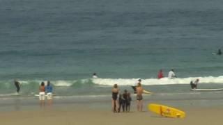 Dolphins at Sennen Cove in Cornwall