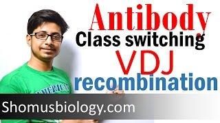 VDJ recombination | antibody class switching