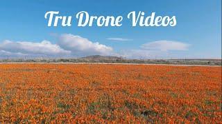 Blooming Poppy Fields in the Antelope Valley [DJI Drone 4K]