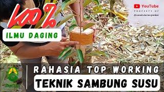 RAHASIA SUKSES TOP WORKING SAMBUNG SUSU DURIAN  | Ilmu Daging  | Bagaimana Tips dan Triknya 