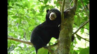 Sun Bear Behaviour | Kipaku is Taking a Power Nap in Forest | BSBCC