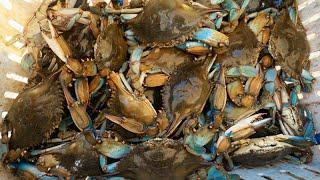 We caught SO MANY crabs! |  Making money on a CRAB BOAT | Catching lots of BLUE CRABS