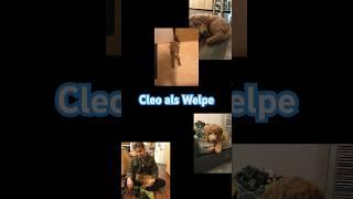 Cleo als Welpe #cleo #hund #pudel #beschäftigung