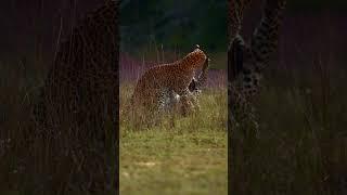 Sisterly love - playful leopard cubs