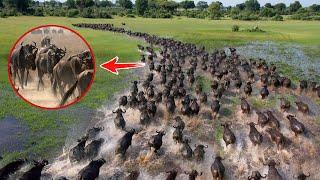 10 Most Incredible Animal Migrations