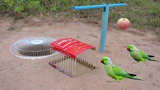 Easy Underground Parrot Trap Using PVC Pipe Cardboard And Apple Fruit_ Bird Trap Working 100%