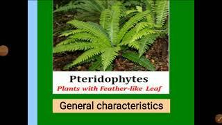 Pteridophytes : General characteristics