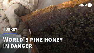 Turkish fires endanger world pine honey supplies | AFP