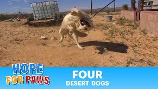 Epic Mojave Desert Dog Rescue Mission - A MUST SEE.  Please Share. #story