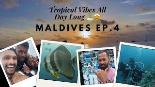 Day 4: Chasing Dolphins  | Magical Moments in the Maldives ️‍️