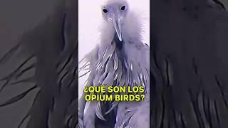 ¿QUÉ SON LOS OPIUM BIRDS?