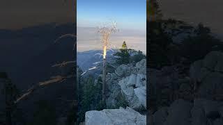 Palm Springs Aerial Tram. #palmsprings