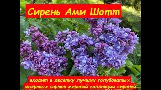 Сирень обыкновенная Ами Шотт (Syringa Ami Schott) – гибрид Лемуана 1933 года, Франция.