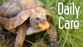 Tortoise Daily Care Routine