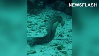 Loved Up Moray Eels In Dance Of Death