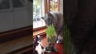 Two cats on one window 2️⃣‼️ #cat #short #catvideos