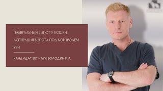 Плевральный выпот у кошки. Аспирация выпота под контролем УЗИ.