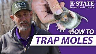 How YOU can trap moles successfully! | K-State Research and Extension Guides