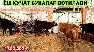 ёш кучат букалар сотилади yosh kochat buqalar sotiladi 11.03.2024