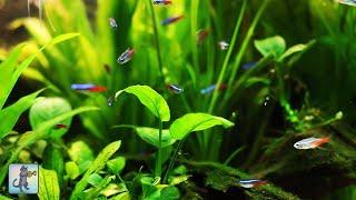 Stunning Tropical Aquarium Fish & The Best Relax Music