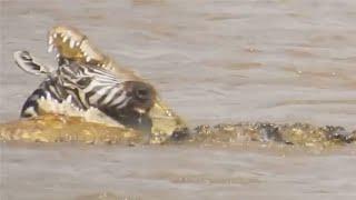 Crocodile bites zebras head while its still alive