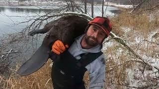 Trapping a Bank Lodge (To Many Otters)