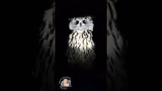 Owl on a swing at night, uh-huh! #shorts