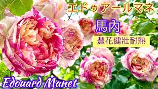 Edouard Manet (CL)-馬內花開反覆又健壯，花量多且抗病性又強！值得種上一株| おススメの品種：エドゥアールマネ#玫瑰#バラ#rose #馬內#馬奈