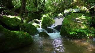 Beautiful nature sounds, bird sounds, relaxing stream sounds, forest sounds