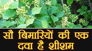 Sheesham oil  Medical Benefits | शीशम के तेल के फायदे | Boldsky