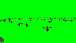 Bee Rush Hour Animation Green Screen