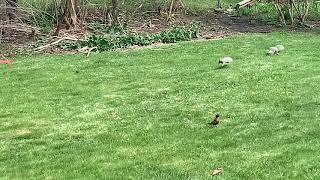 Squirrels scaring robin