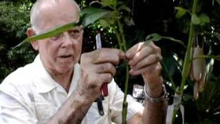 Grafting a Cocktail Tree Gene Joyner Unbelievable Acres Palm Beach Rare Fruit Council