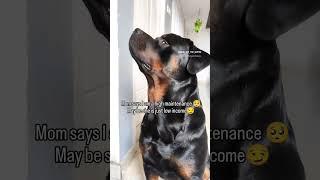 #shorts #shortvideo #dog #animalowner #rottwiller #pets #dogowner #funny #trending