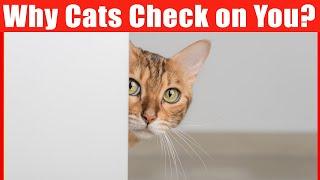 Why Cats Keep Checking on Their Owners?