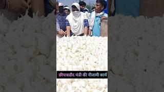 Chhipabraod Lahsun Mandi Ka Bhav | छीपाबडौद मंडी | Garlic Rate #lahsun #garlicprice