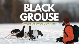 "Capturing the Beauty of Black Grouse: A Photography Adventure"