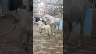 Horse mating cute - Most breeding horse