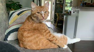 Orange Cat Behavior, Are They Really Weirdos