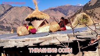 Thrashing Storage Corn From Larder || Himalayan Village Life Nepal