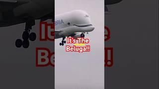 Secrets of the Airbus Beluga #aviations #aircraft #flight #pilot